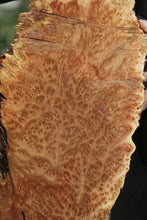 Load image into Gallery viewer, Red Coolibah Burl Cap

