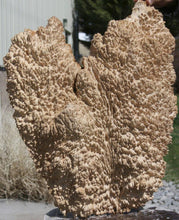 Load image into Gallery viewer, Red Coolibah Burl Cap
