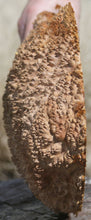 Load image into Gallery viewer, Red Mallee Burl Cap
