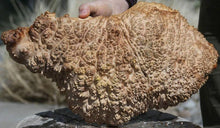 Load image into Gallery viewer, Red Mallee Burl Cap

