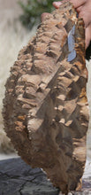 Load image into Gallery viewer, Red Mallee Burl Cap
