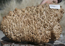 Load image into Gallery viewer, Exhibition Grade York Gum Burl Cap
