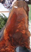 Load image into Gallery viewer, Rustic Figured Redwood Dinosaur Head Slab
