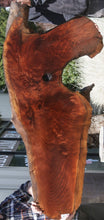 Load image into Gallery viewer, Rustic Figured Redwood Dinosaur Head Slab
