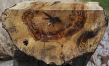 Load image into Gallery viewer, Chocolate Drizzle Myrtle Half Log
