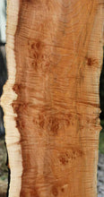Load image into Gallery viewer, Cluster Burl Coral Maple Slab
