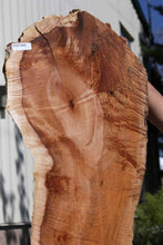 Load image into Gallery viewer, Cluster Burl Coral Maple Slab
