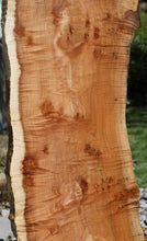 Load image into Gallery viewer, Profiled Cluster Burl Coral Maple Slab
