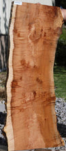 Load image into Gallery viewer, Profiled Cluster Burl Coral Maple Slab
