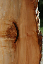 Load image into Gallery viewer, Western Maple Cluster Burl Slab

